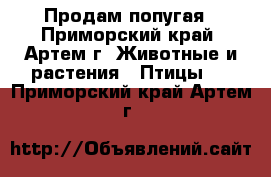 Продам попугая - Приморский край, Артем г. Животные и растения » Птицы   . Приморский край,Артем г.